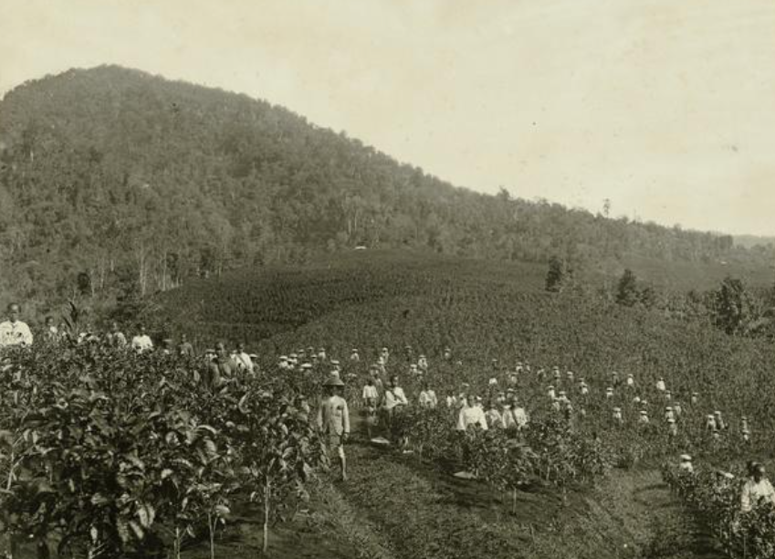 Perkebunan teh Wangunreja Nyalindung 